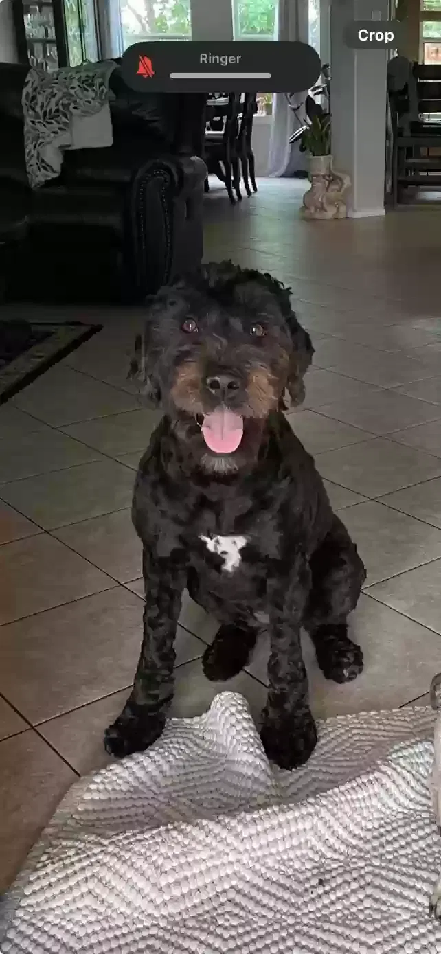 Lost dog in Converse, TX, 78109