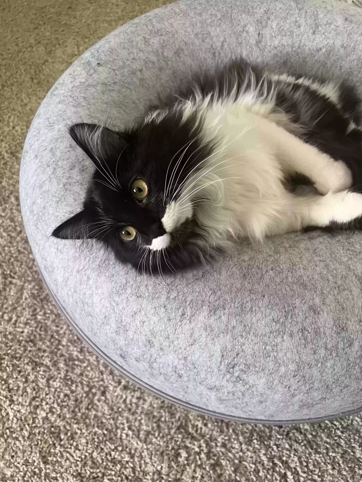 Lost cat in Waukesha, WI, 53189