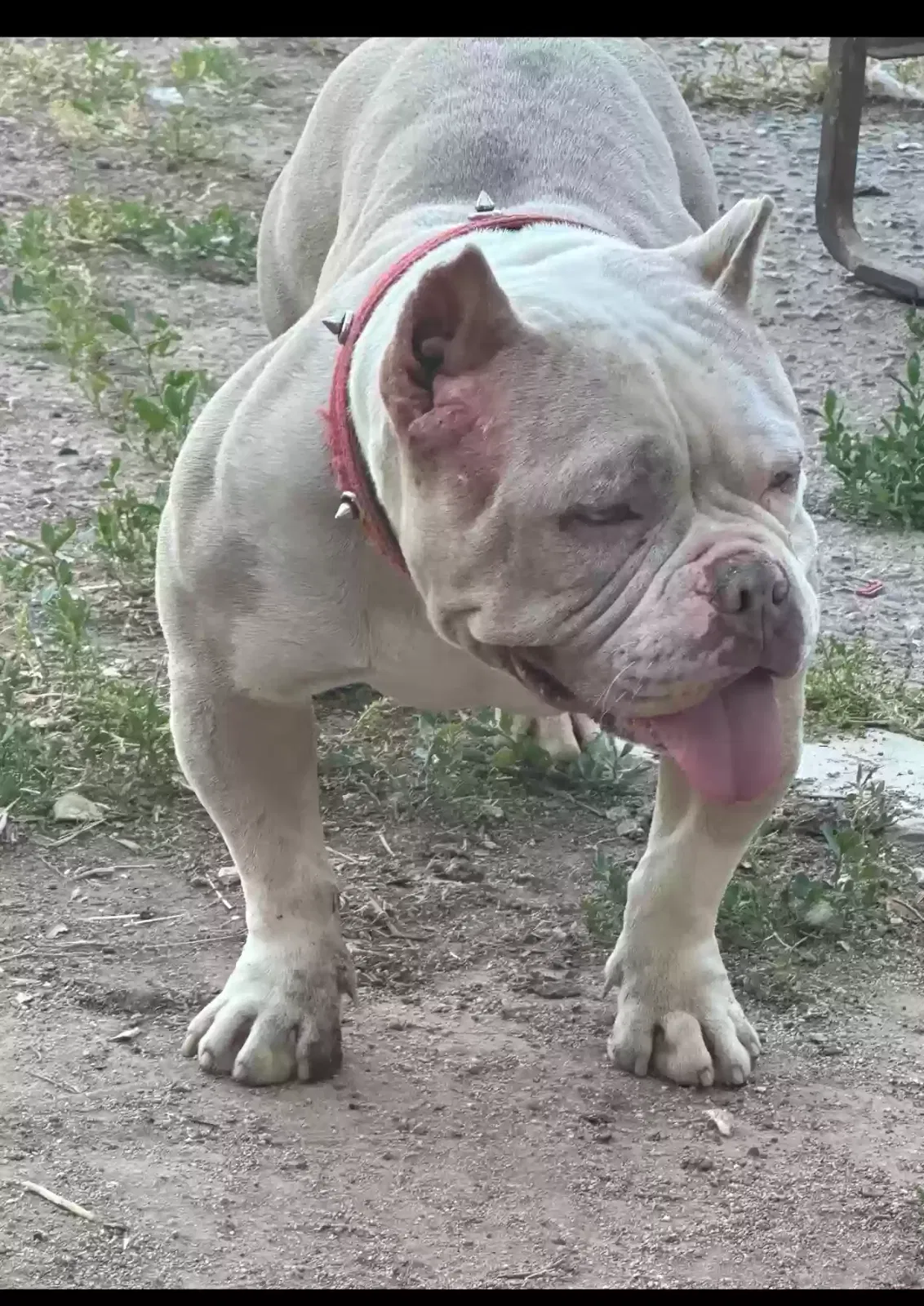 Lost dog in Fresno, CA, 93723