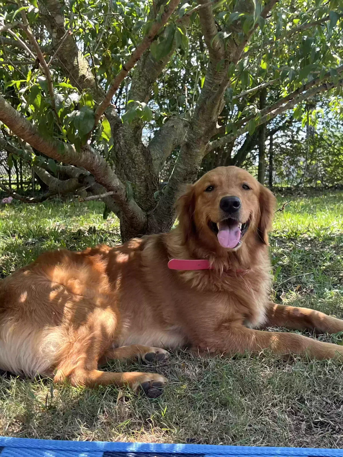 Lost dog in Fayetteville, NC, 28311