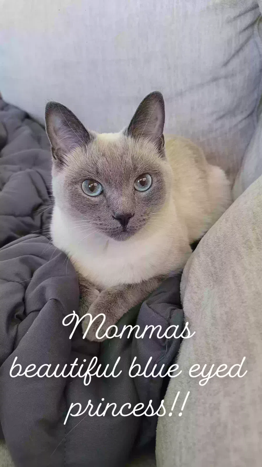 Lost cat in Aurora, CO, 80018