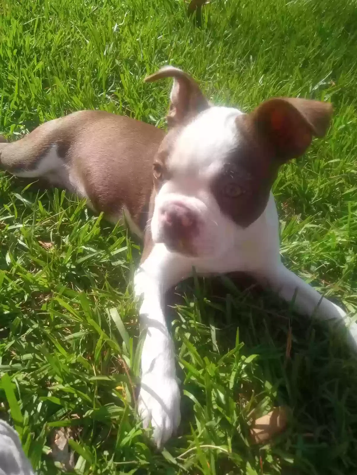 Lost dog in Jacksonville, FL, 32256