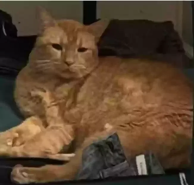 Lost cat in Mount Clemens, MI, 48043