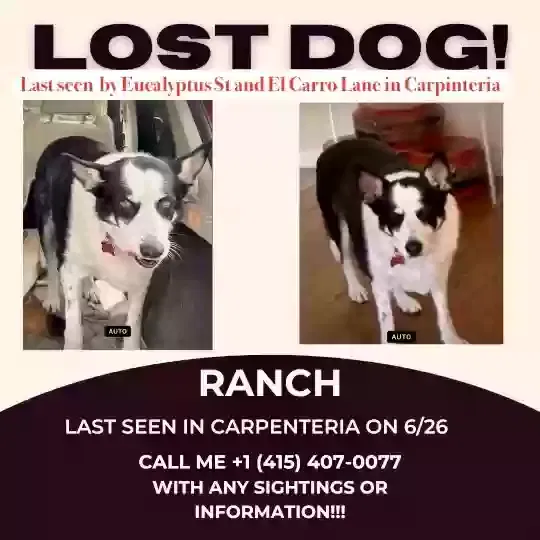 Lost dog in Carpinteria, CA, 93013