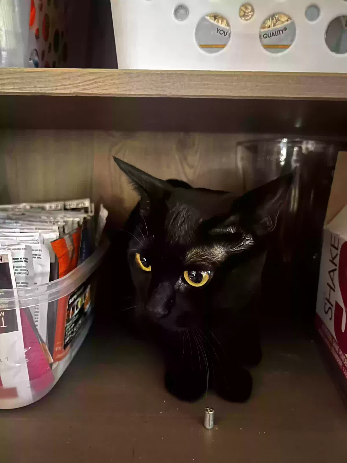 Lost cat in Villa Park, IL, 60181