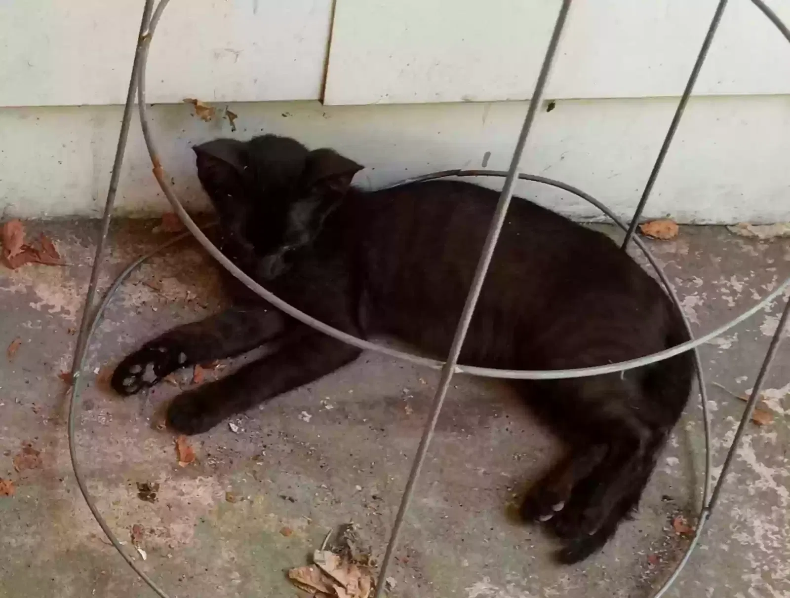 Lost cat in Sulphur Springs, TX, 75482