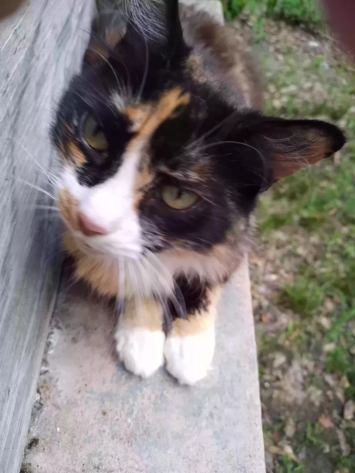 Lost cat in Sulphur Springs, TX, 75482