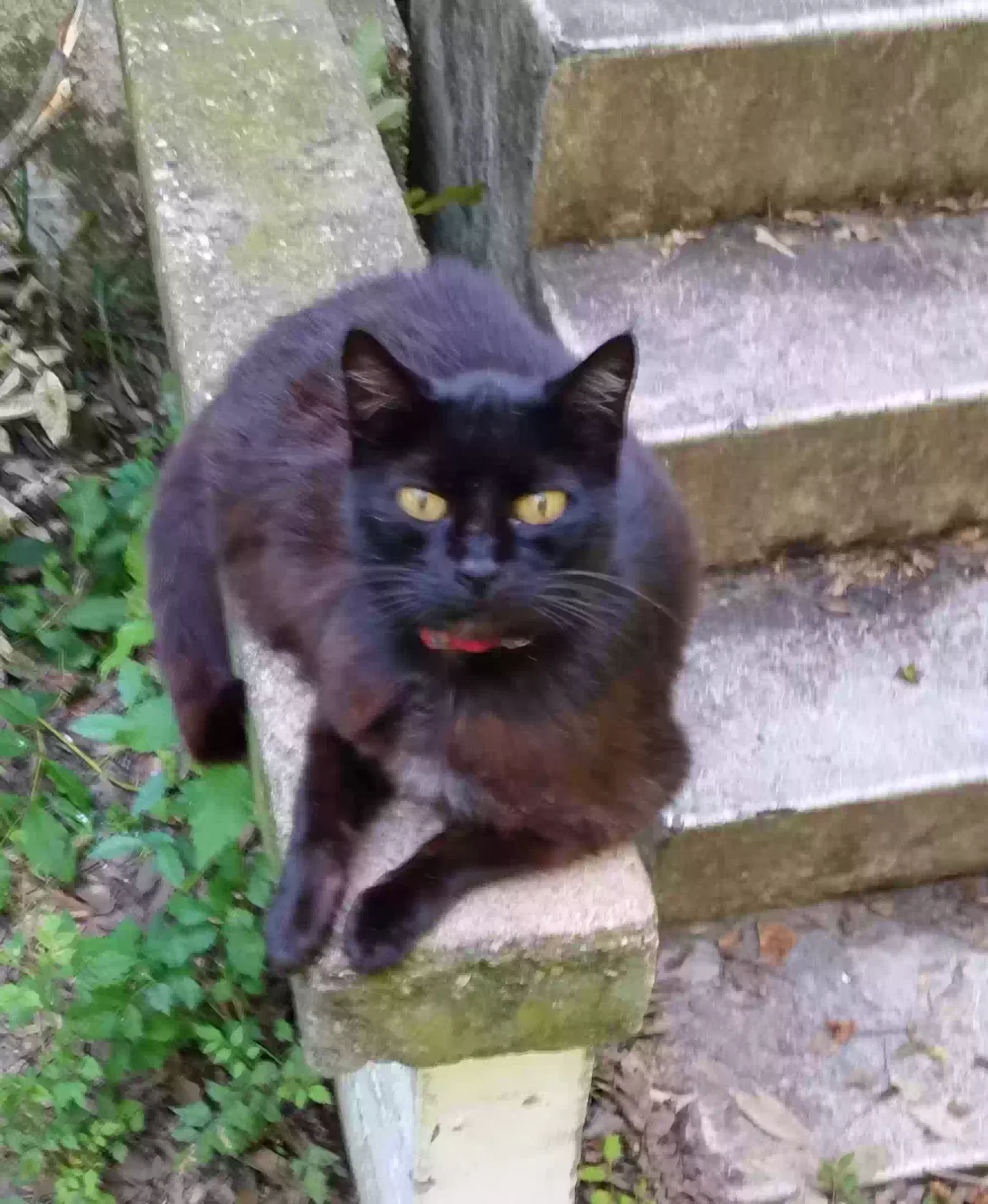 Lost cat in Sulphur Springs, TX, 75482