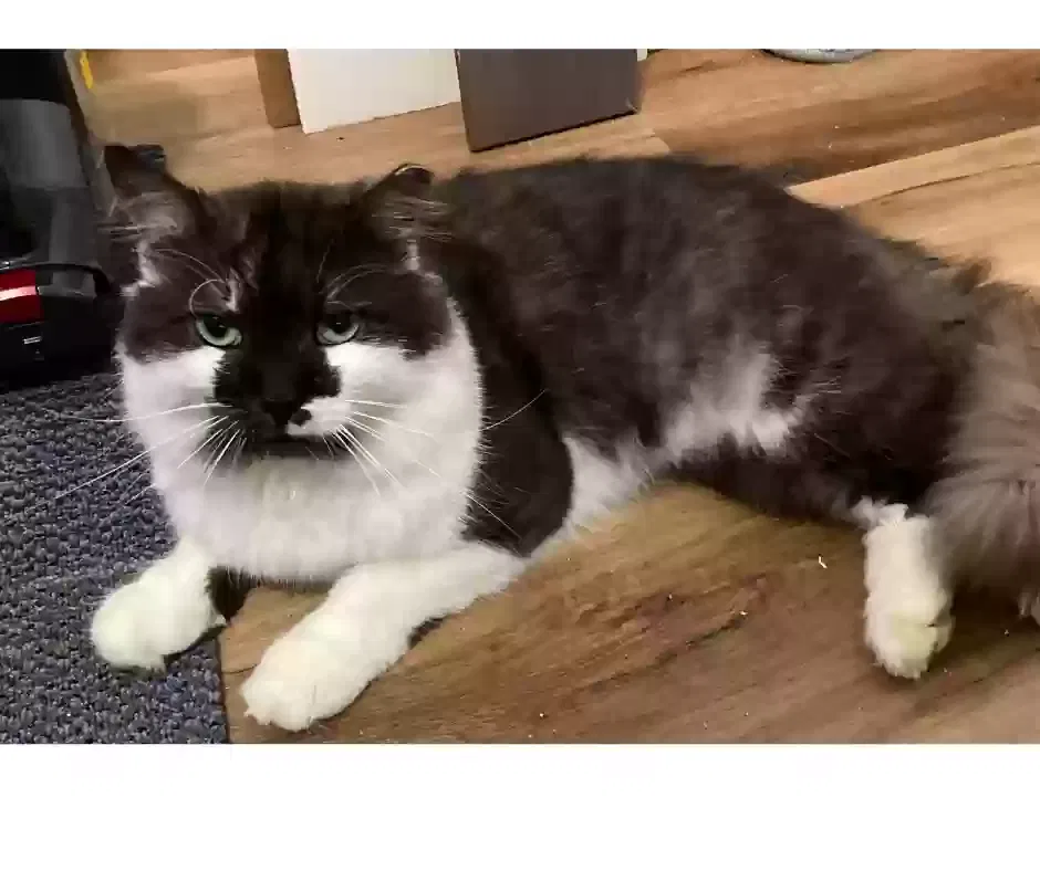 Lost cat in Mooresville, NC, 28115
