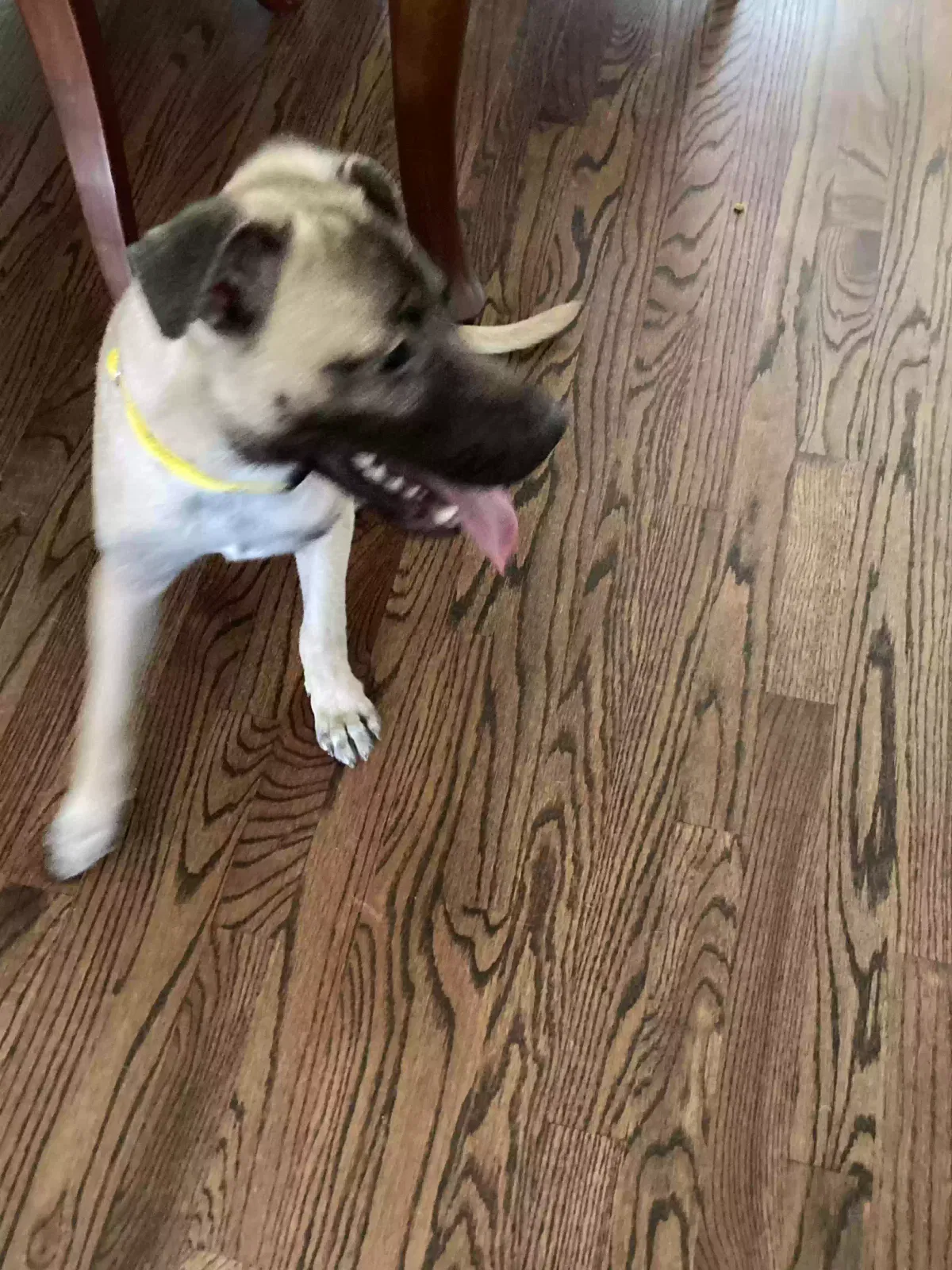 Found dog in Durham, NC, 27703