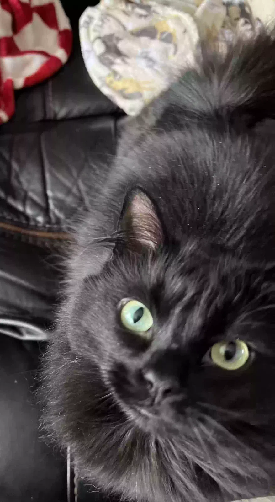 Lost cat in Racine, WI, 53406