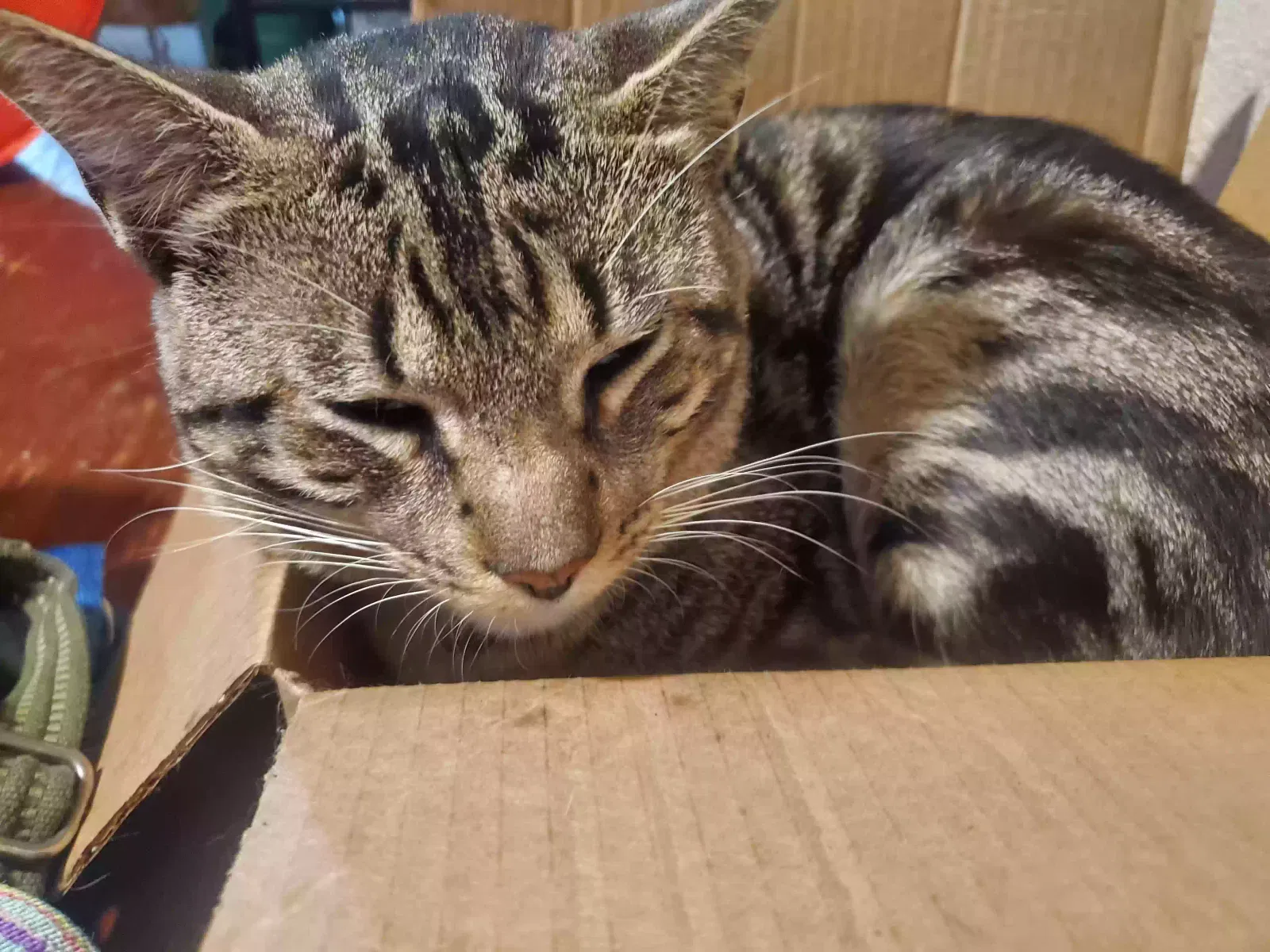 Lost cat in Wagoner, OK, 74467