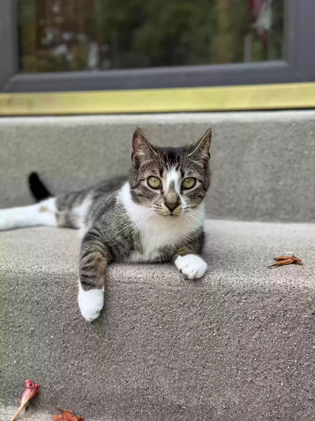 Lost cat in Cincinnati, OH, 45255