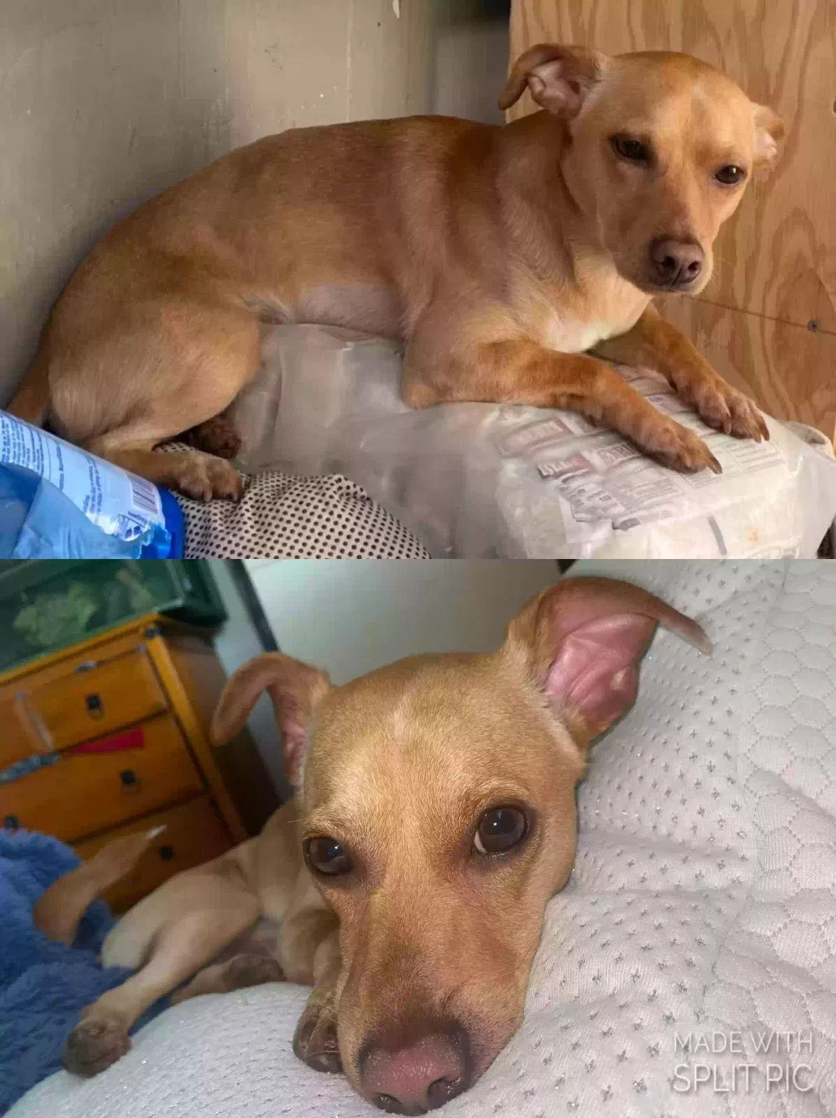 Lost dog in Honolulu, HI, 96817