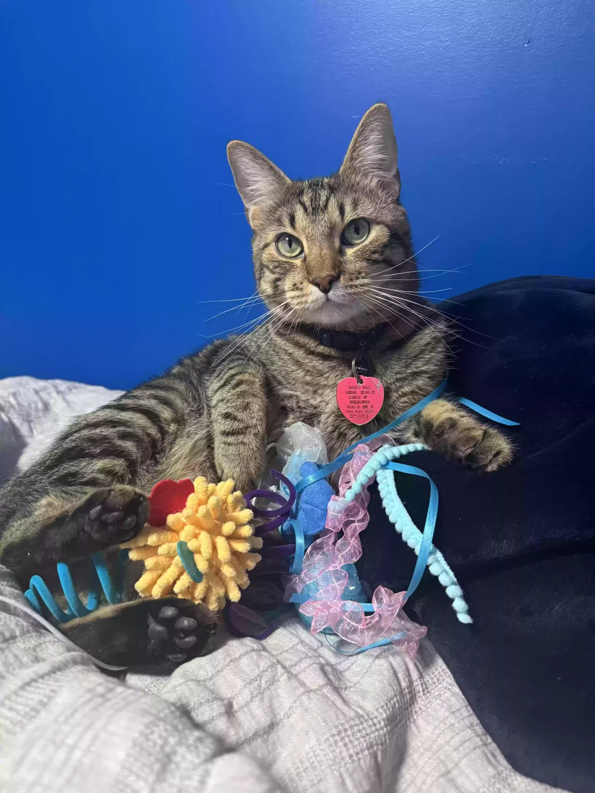 Lost cat in Joliet, IL, 60435