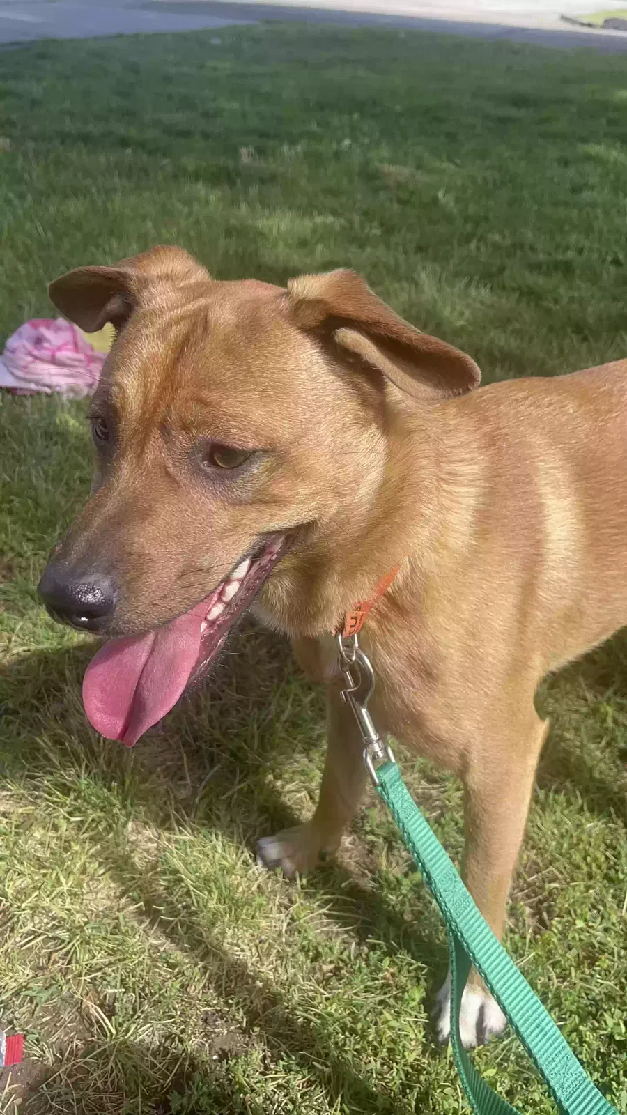 Lost dog in Boise, ID, 83709