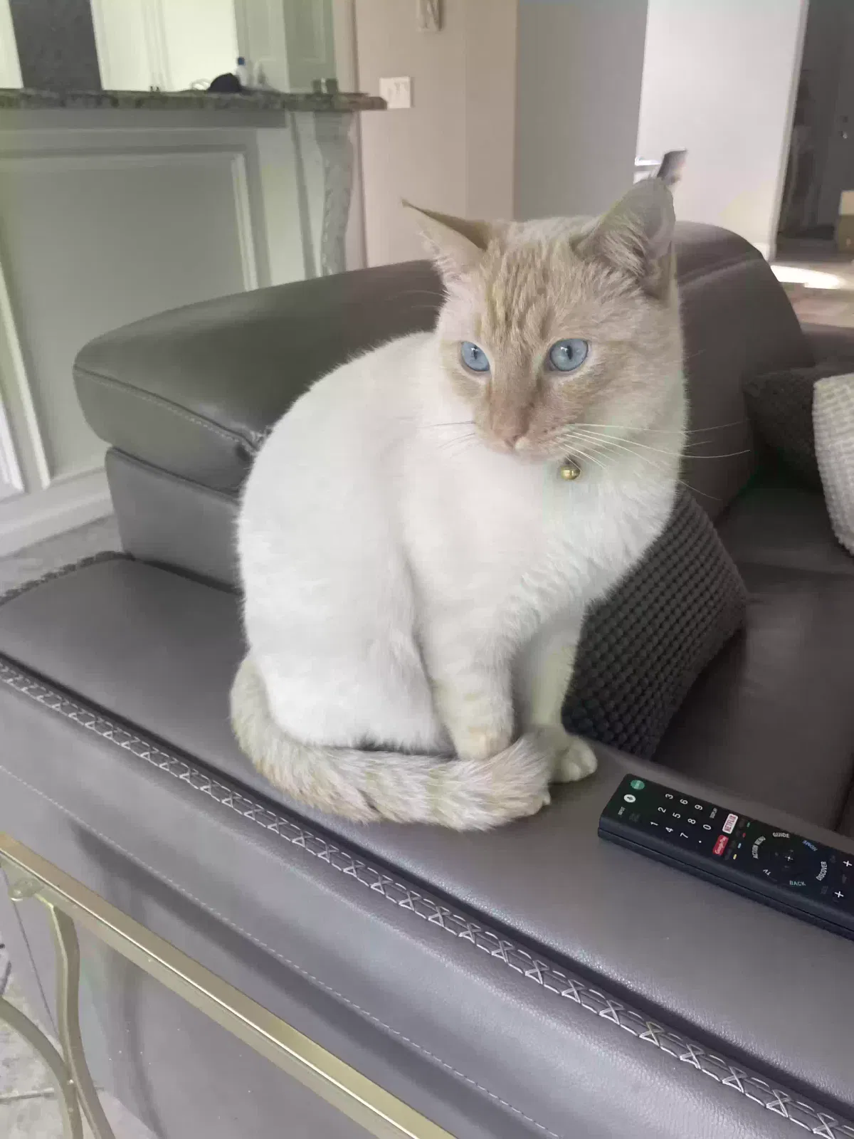 Lost cat in San Jose, CA, 95120