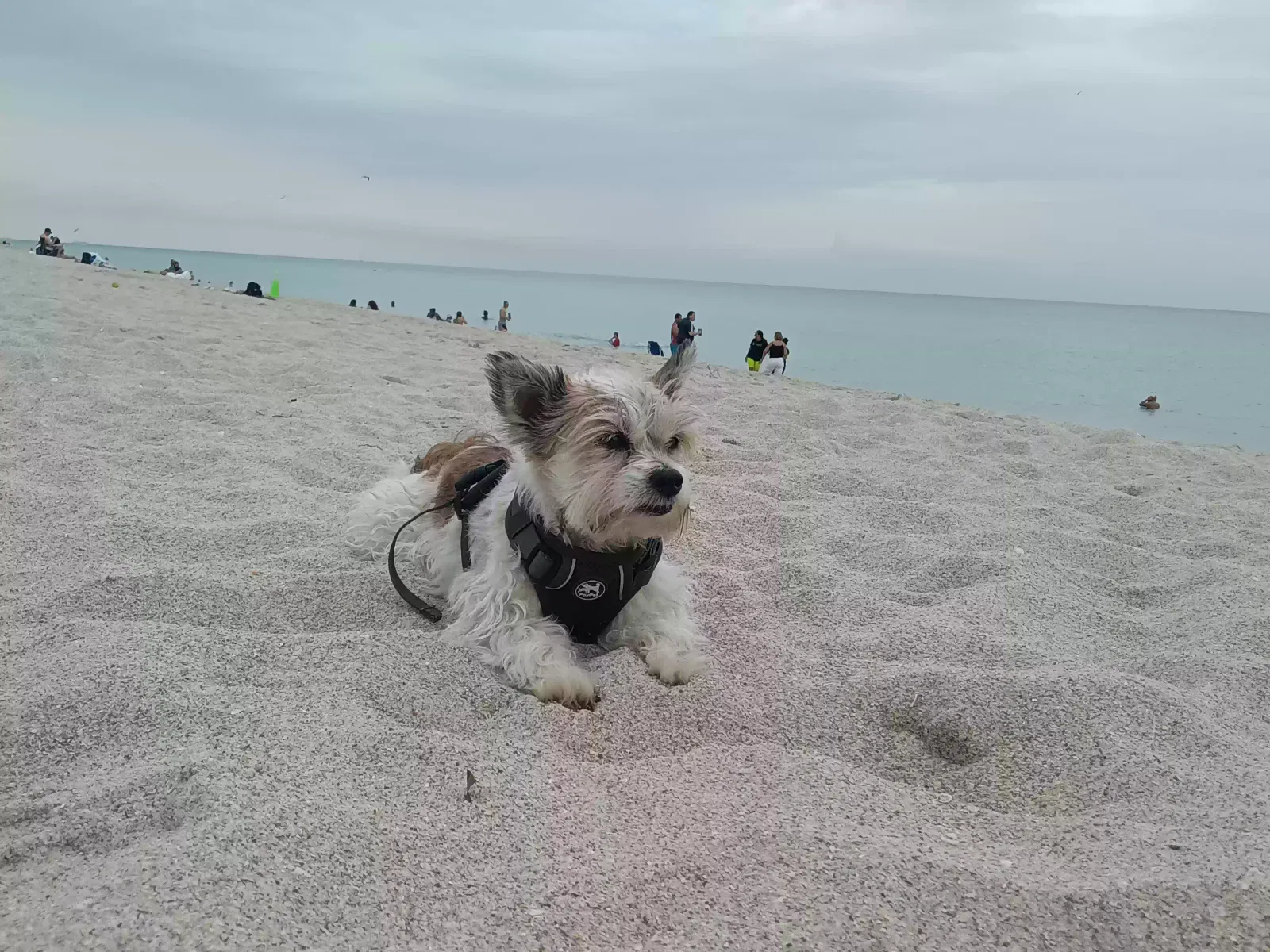 Lost dog in Hollywood, FL, 33020