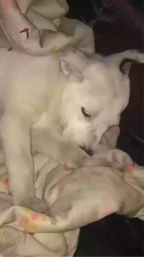 Lost dog in Attalla, AL, 35954