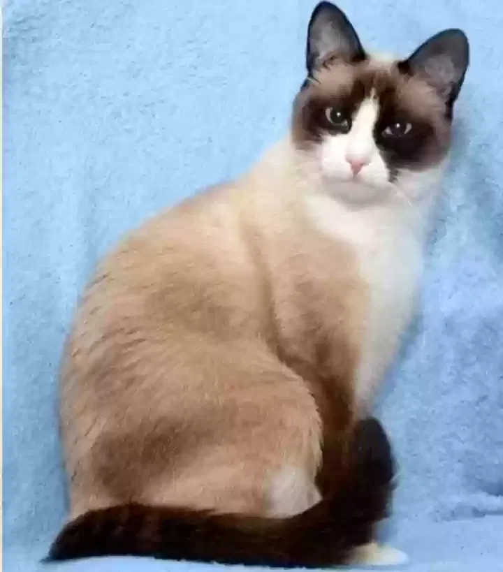 Lost cat in Sun City, CA, 92586