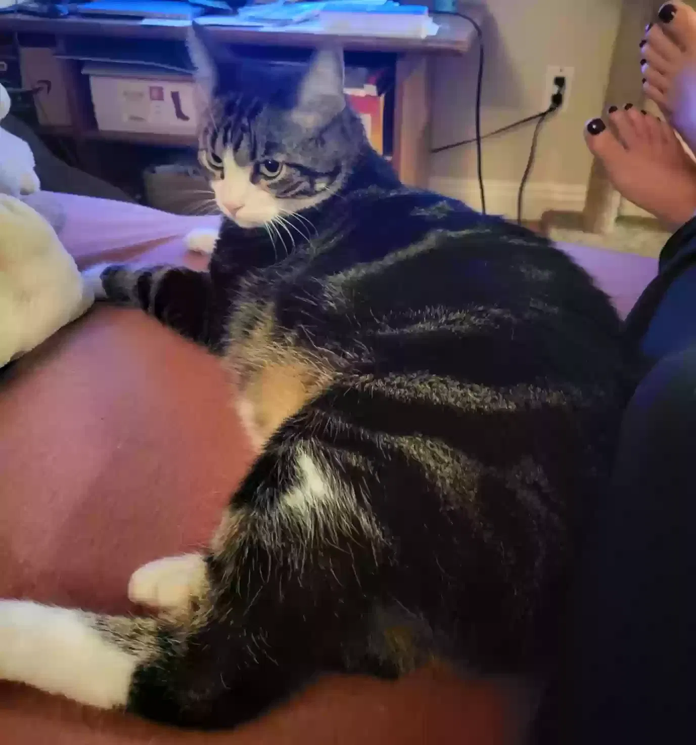 Lost cat in San Diego, CA, 92120