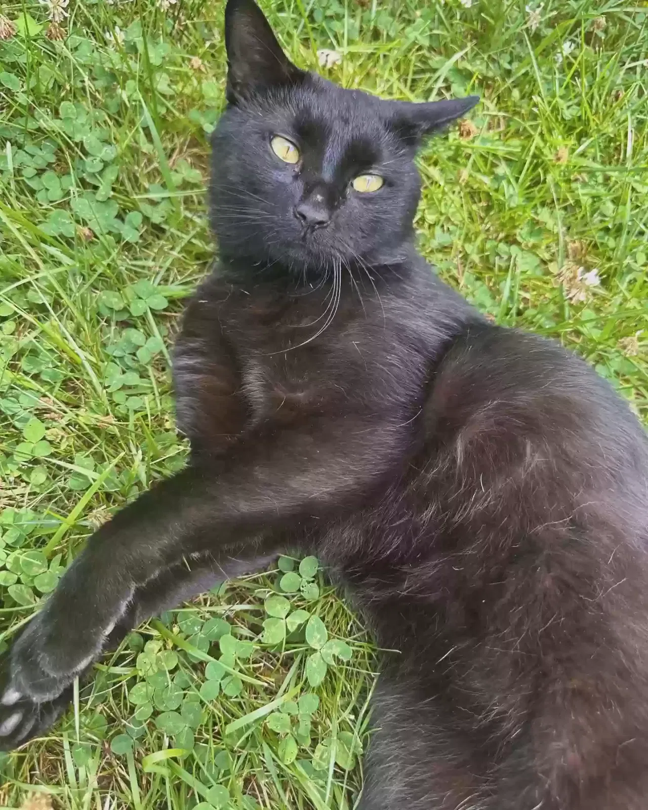 Lost cat in Fairfield, OH, 45014