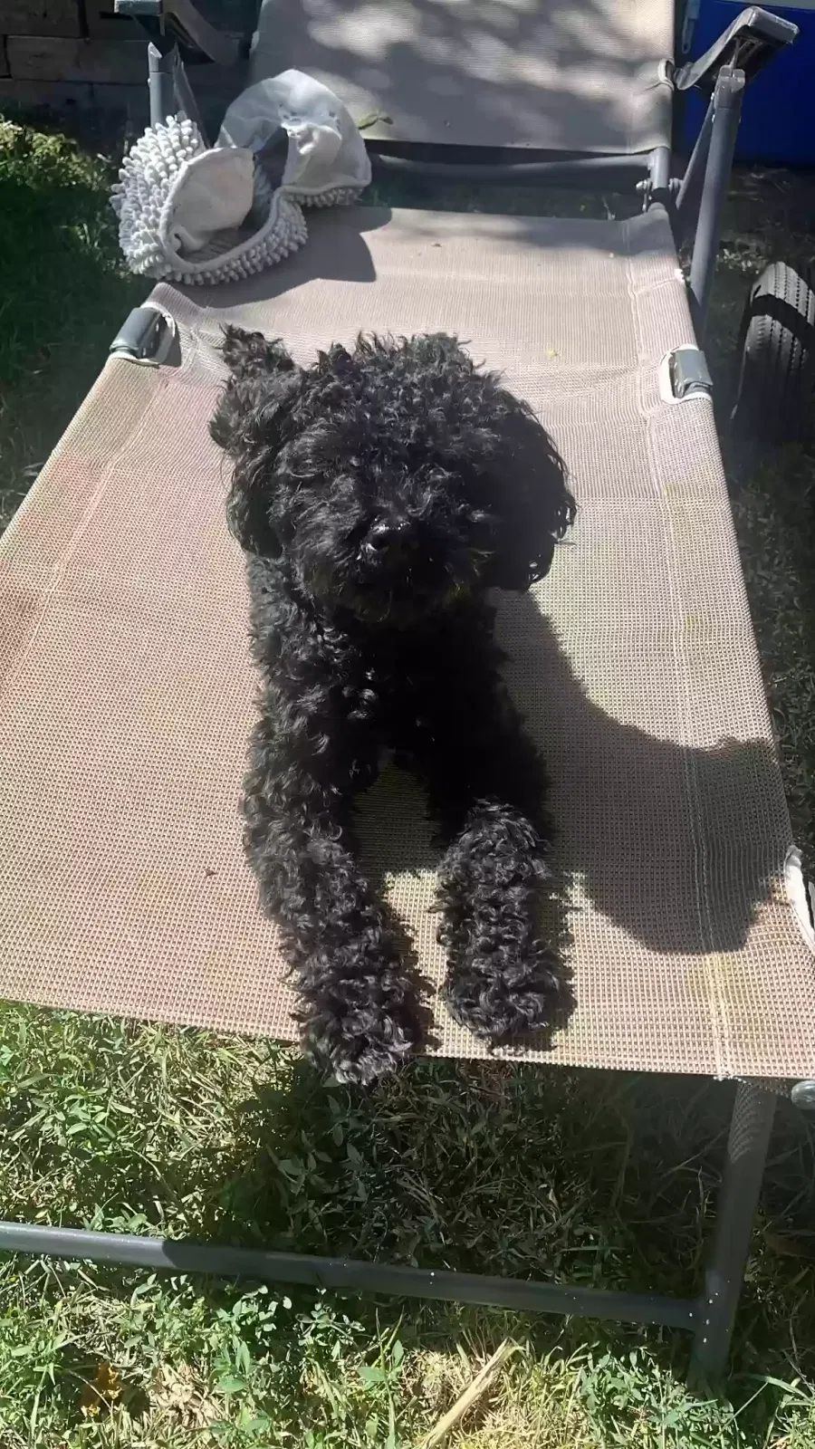 Lost dog in Denver, CO, 80219