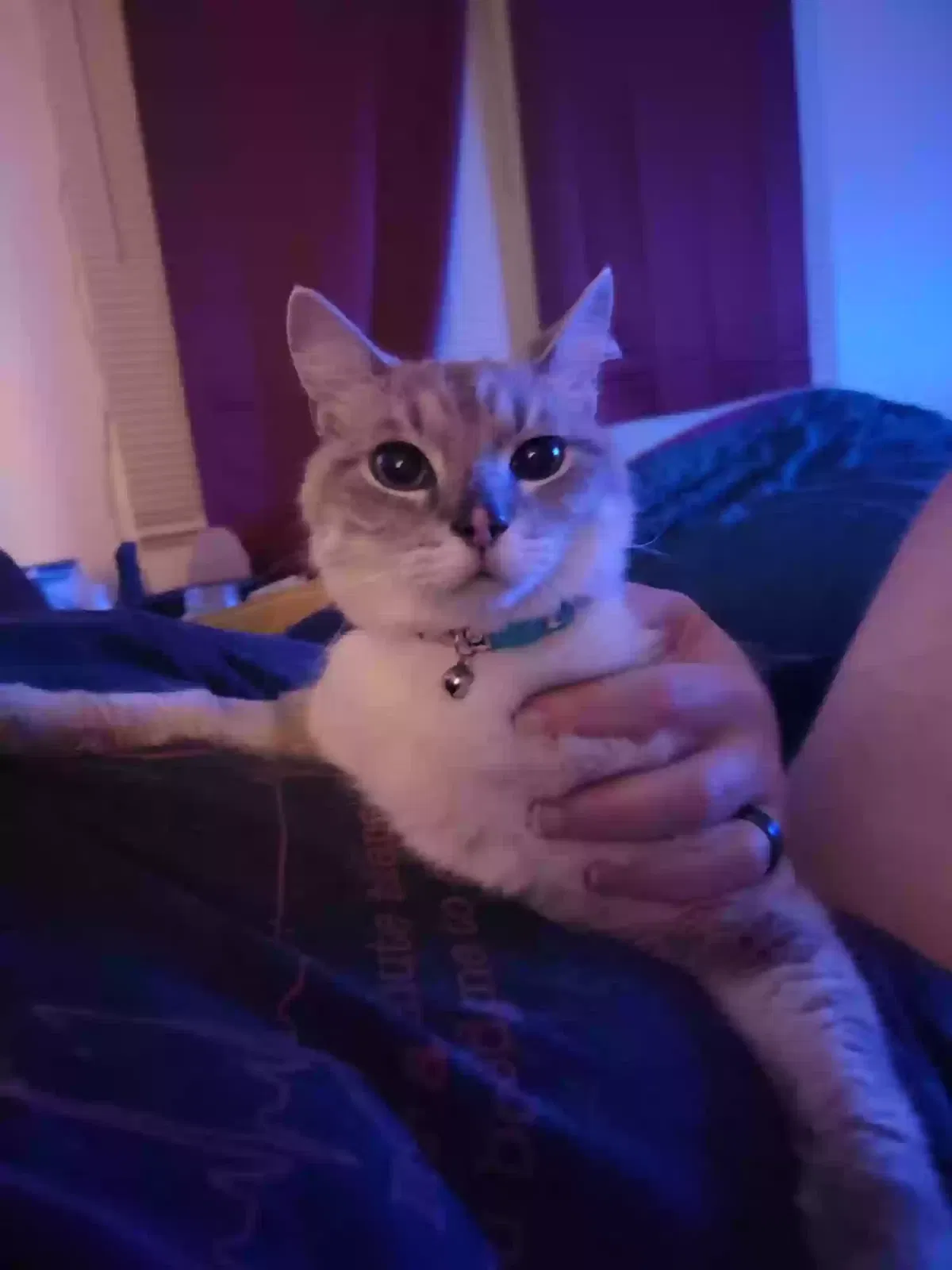Lost cat in Newburgh, IN, 47630