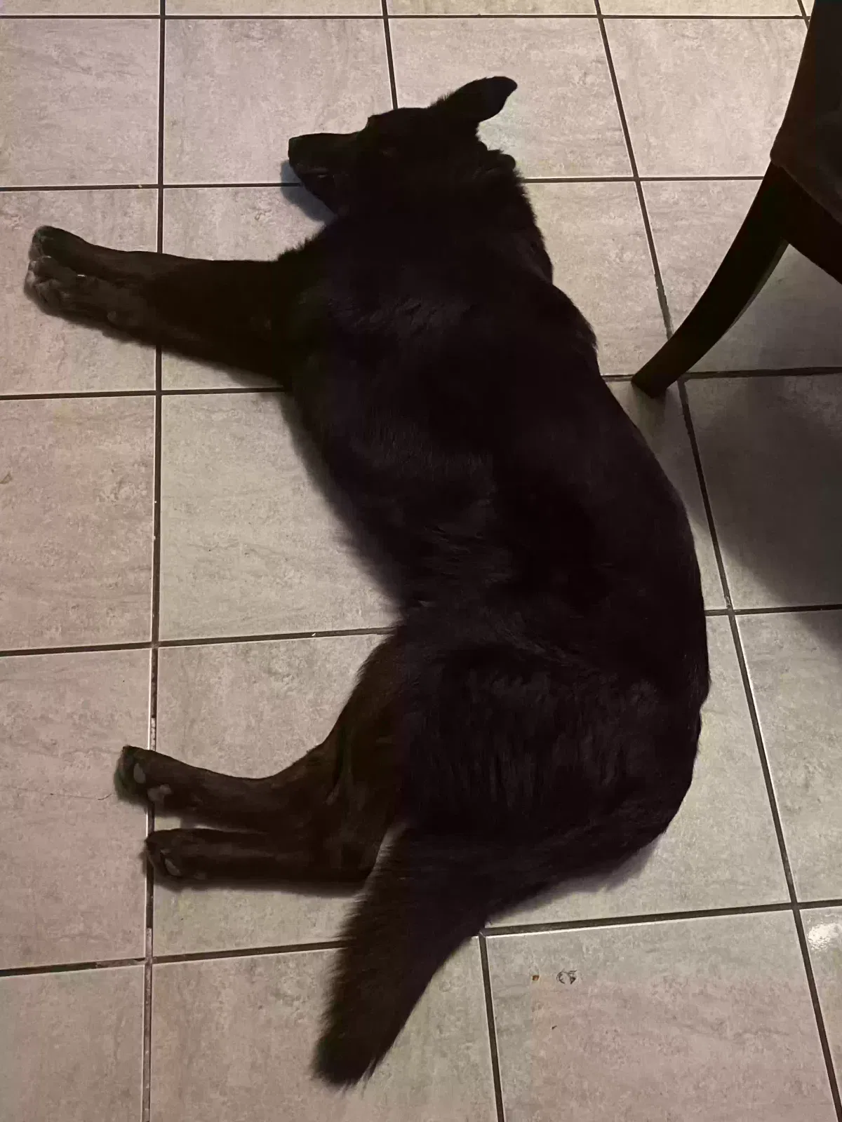 Lost dog in Corona, CA, 92882