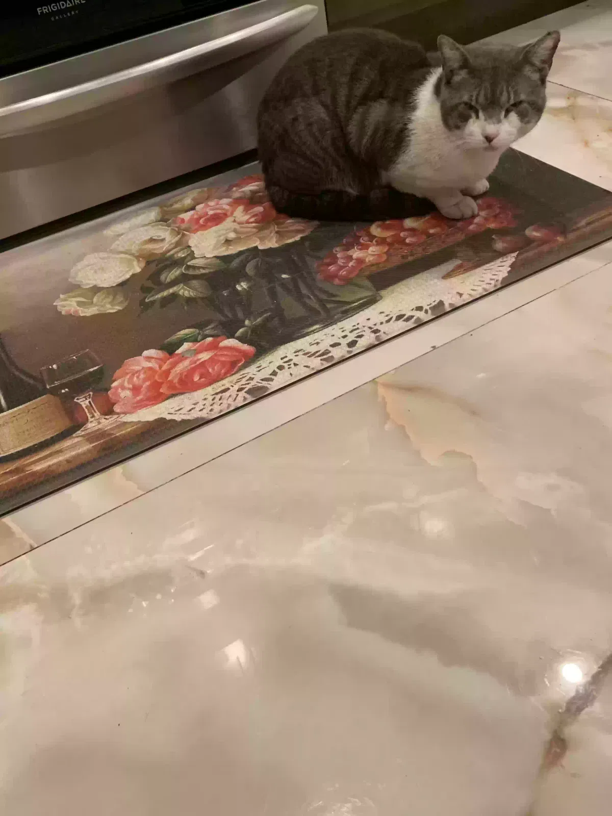 Lost cat in Palm Bay, FL, 32907