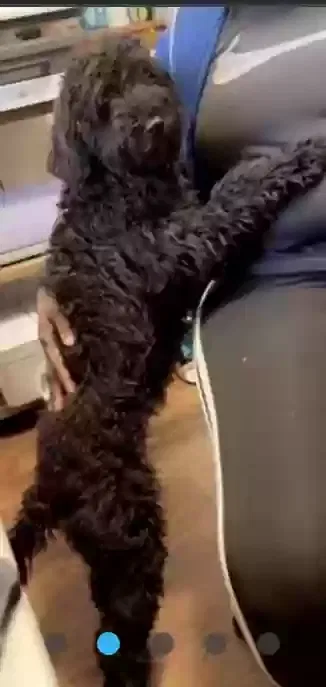 Lost dog in Milwaukee, WI, 53209