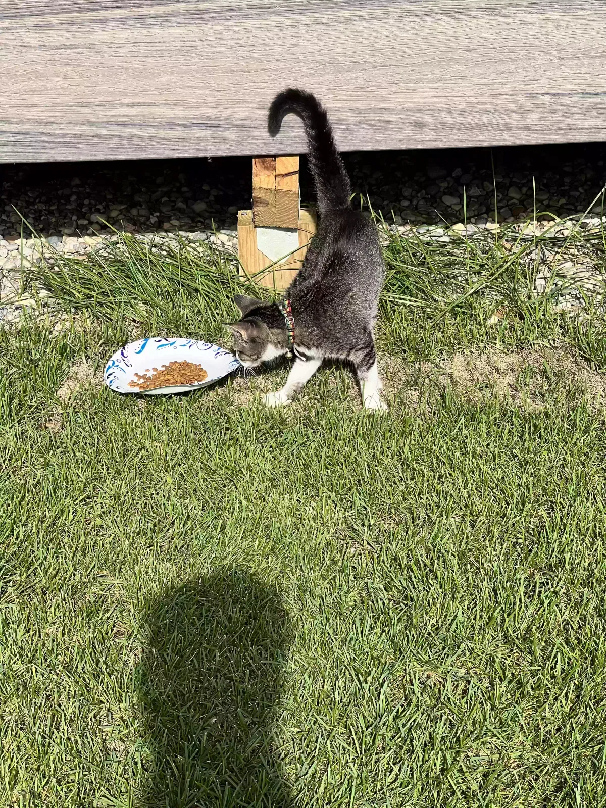 Found cat in Canton, MI, 48188