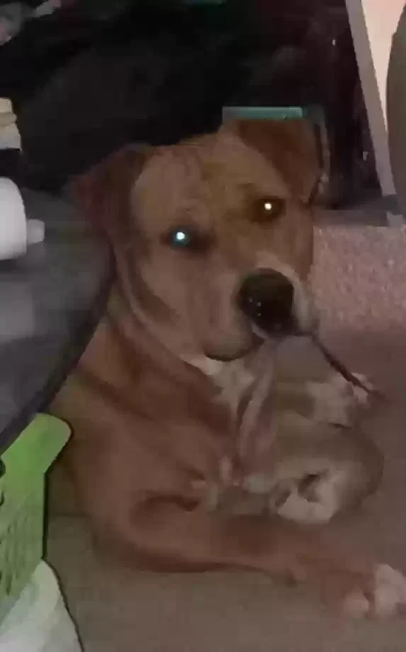 Lost dog in Carlsbad, NM, 88220