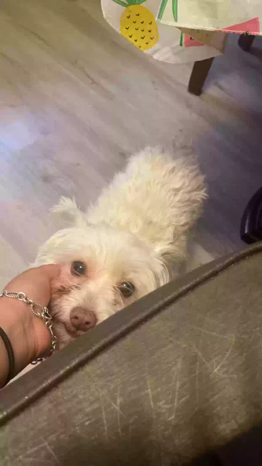 Lost dog in Corsicana, TX, 75110