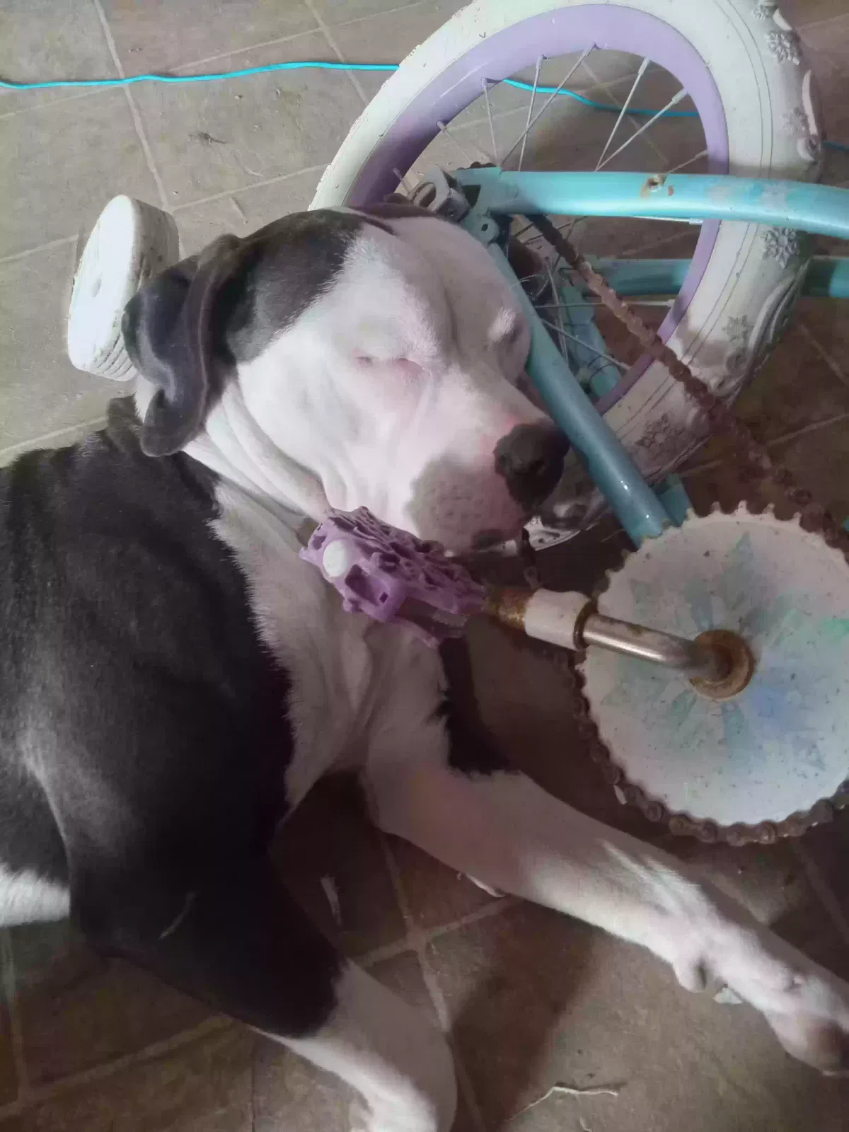 Lost dog in Los Banos, CA, 93635