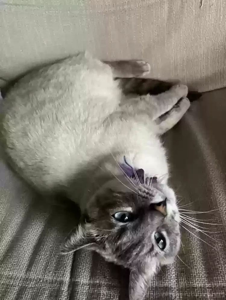 Lost cat in Bellevue, WA, 98008