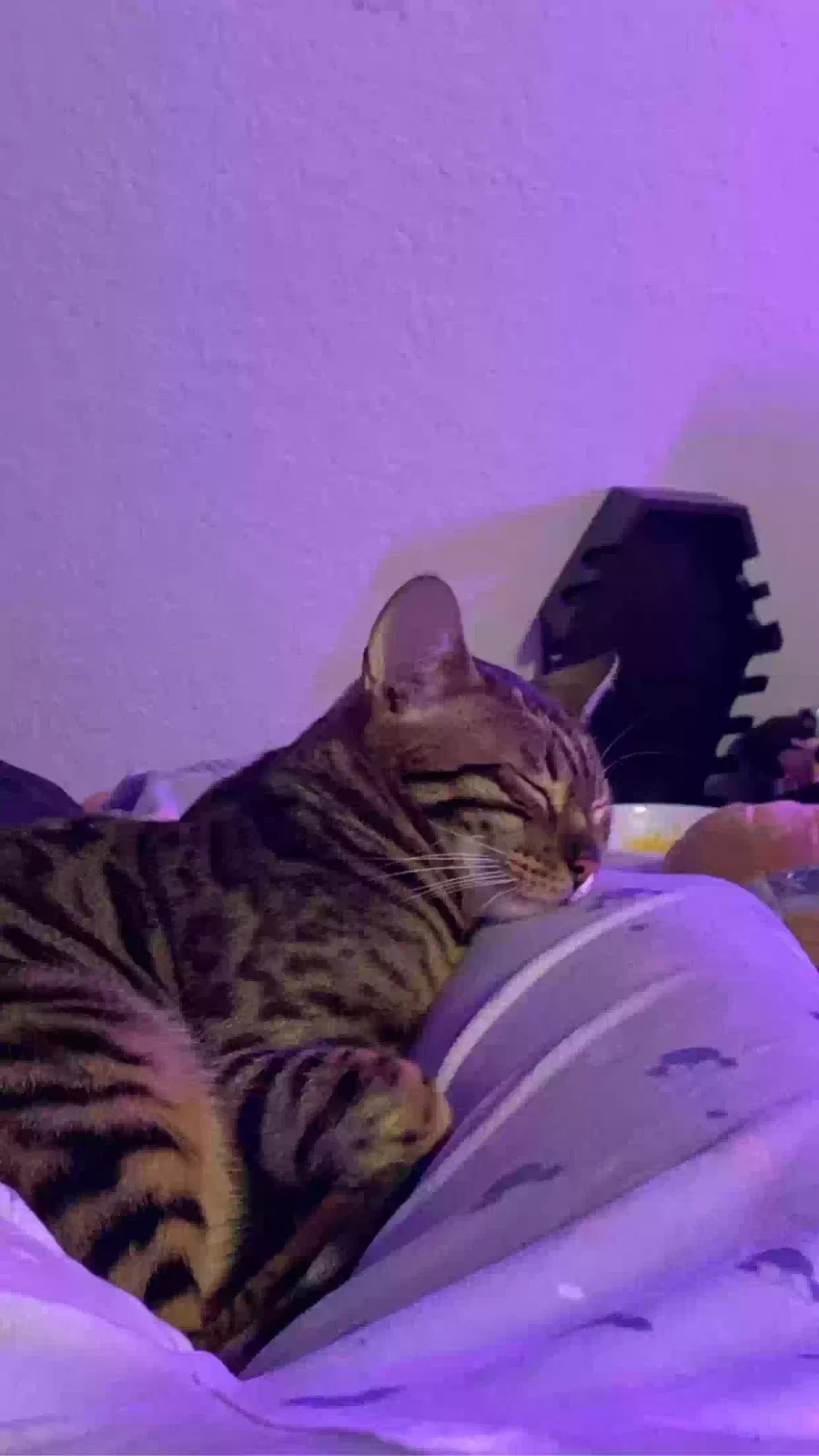 Lost cat in Bothell, WA, 98021