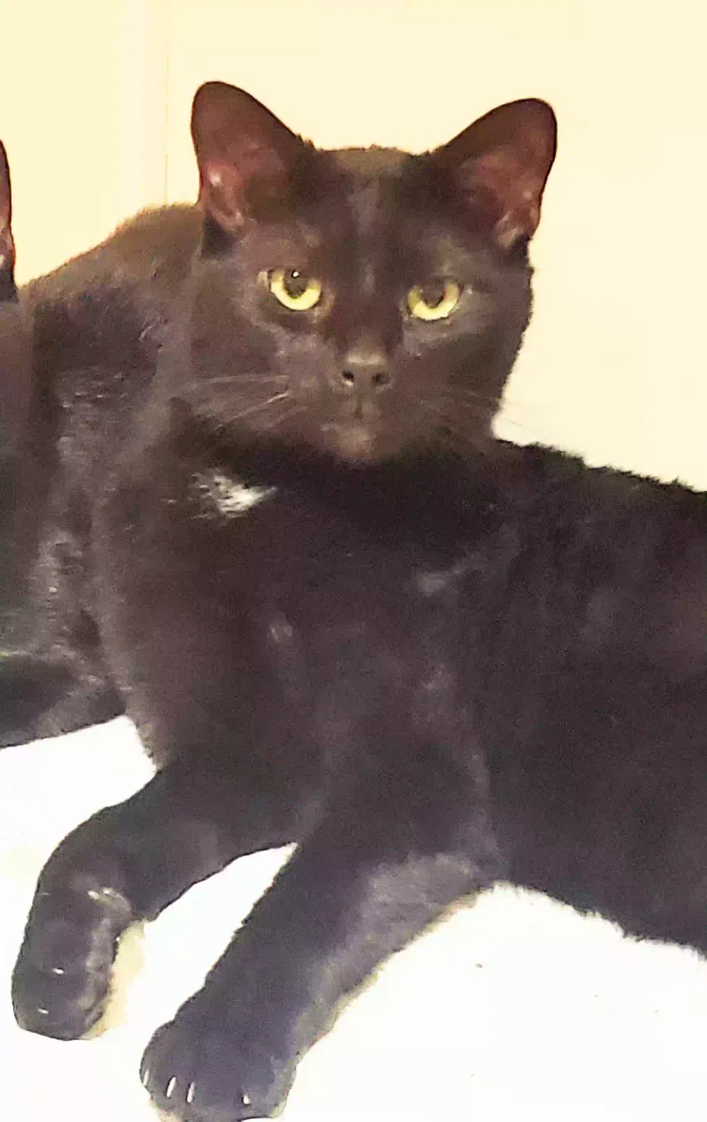 Lost cat in Cleveland, OH, 44109