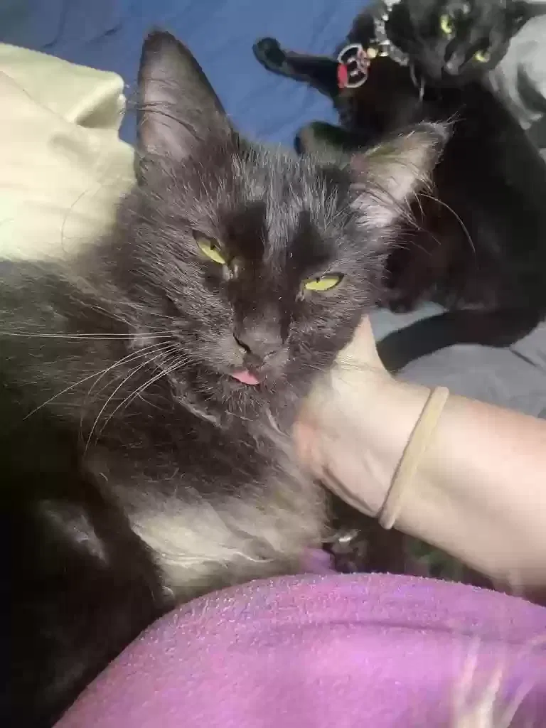 Lost cat in San Marcos, TX, 78666
