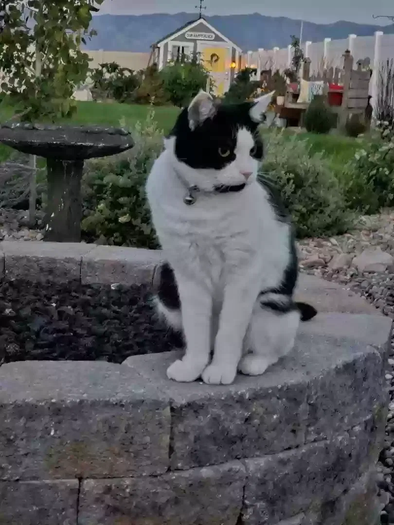 Lost cat in Grantsville, UT, 84029