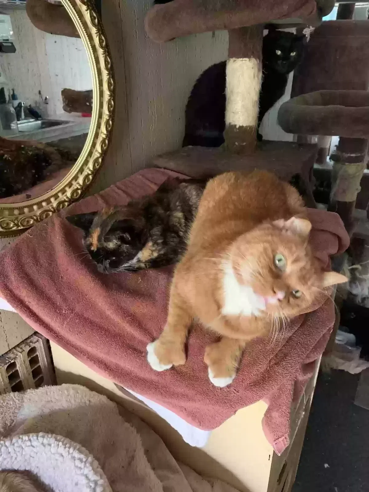 Lost cat in Webster, MA, 1570