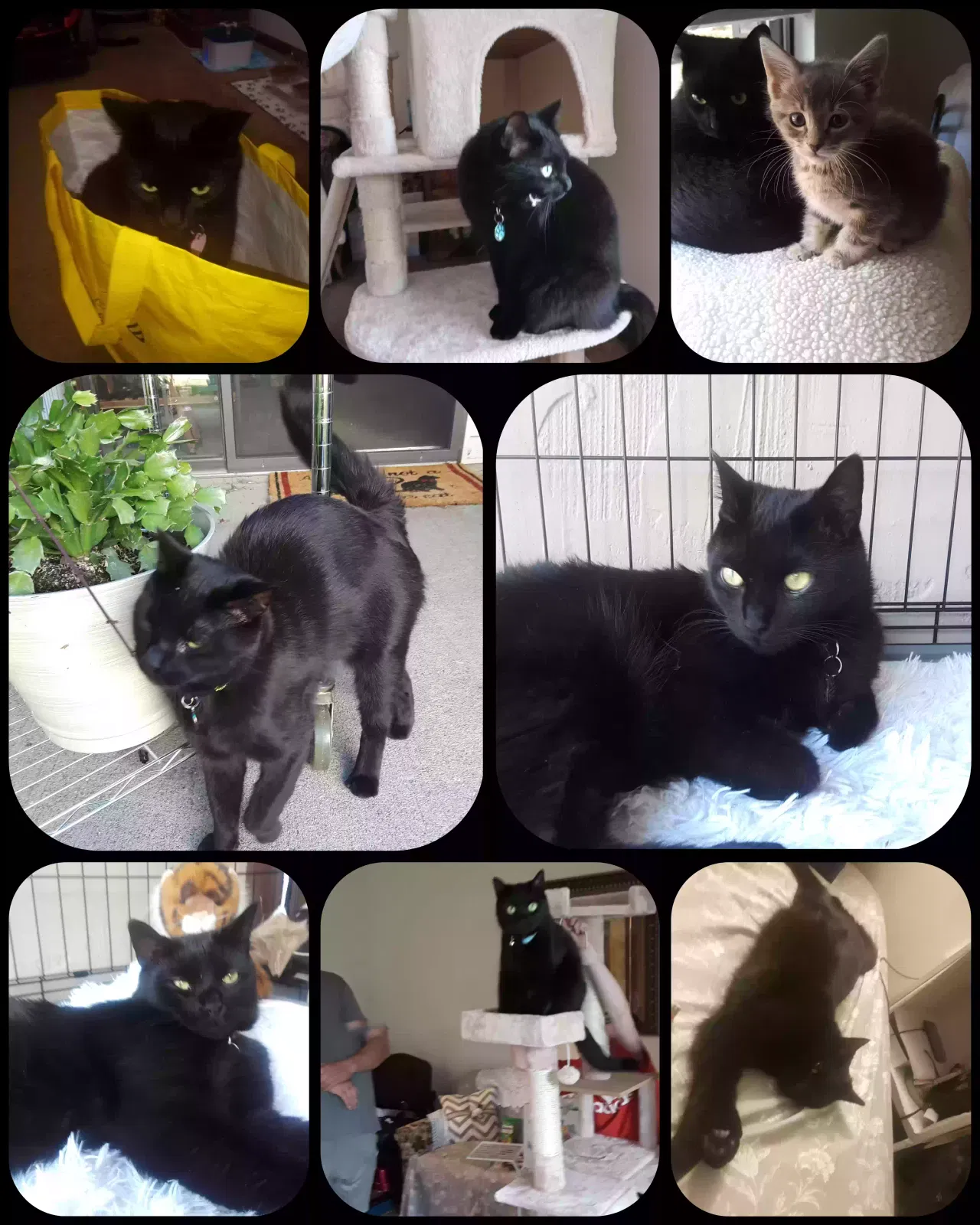 Lost cat in Noblesville, IN, 46062
