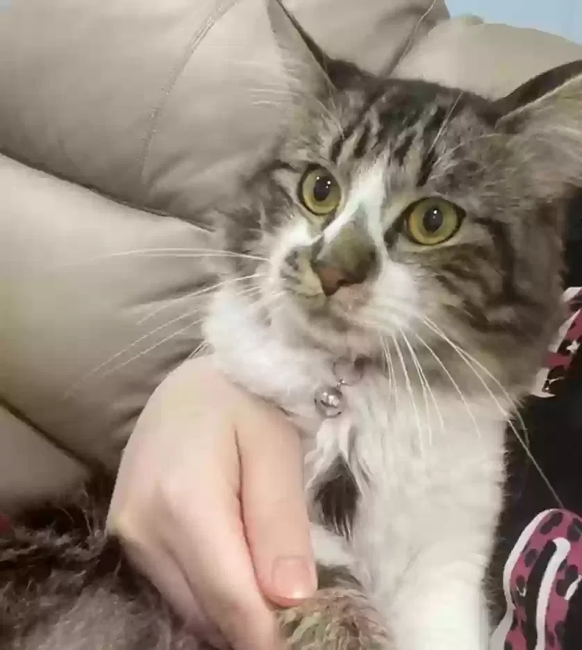 Lost cat in Poughkeepsie, NY, 12603
