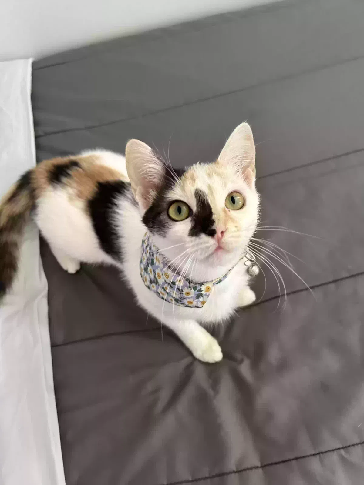Lost cat in Monroe, NC, 28112