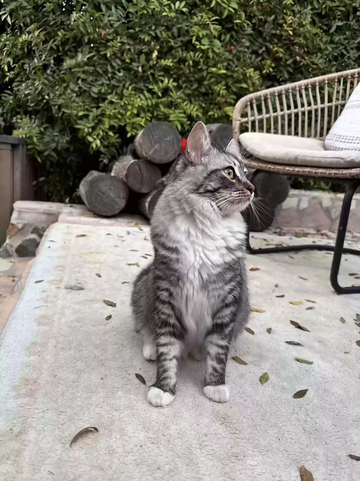 Lost cat in La Mesa, CA, 91941