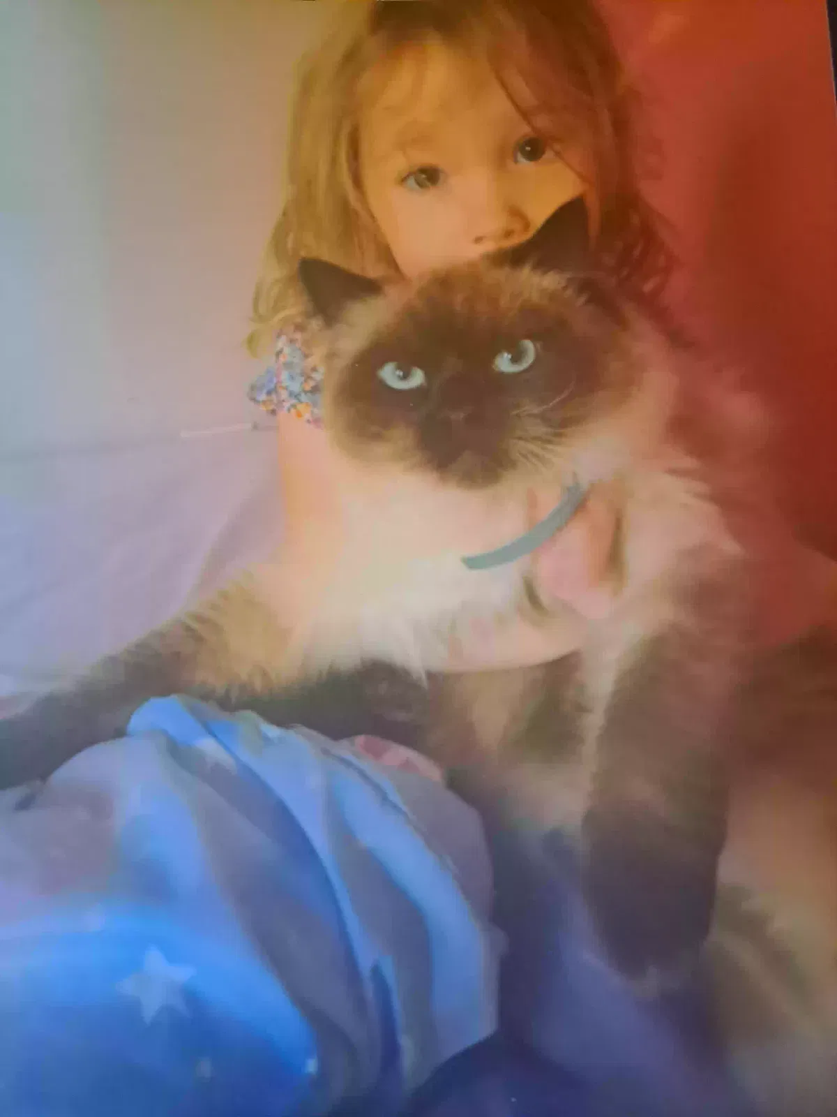 Lost cat in Pownal, VT, 5261