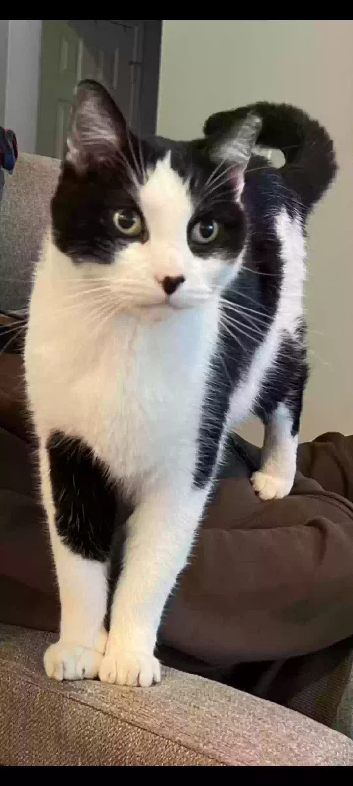 Lost cat in Silver Spring, MD, 20904