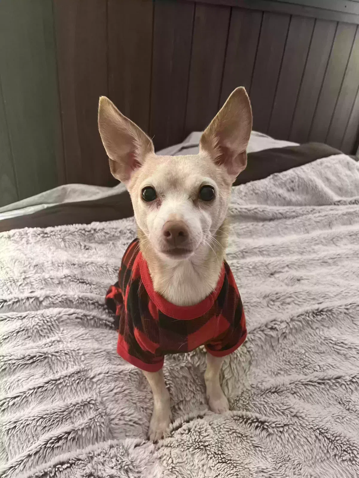 Lost dog in Las Vegas, NV, 89123