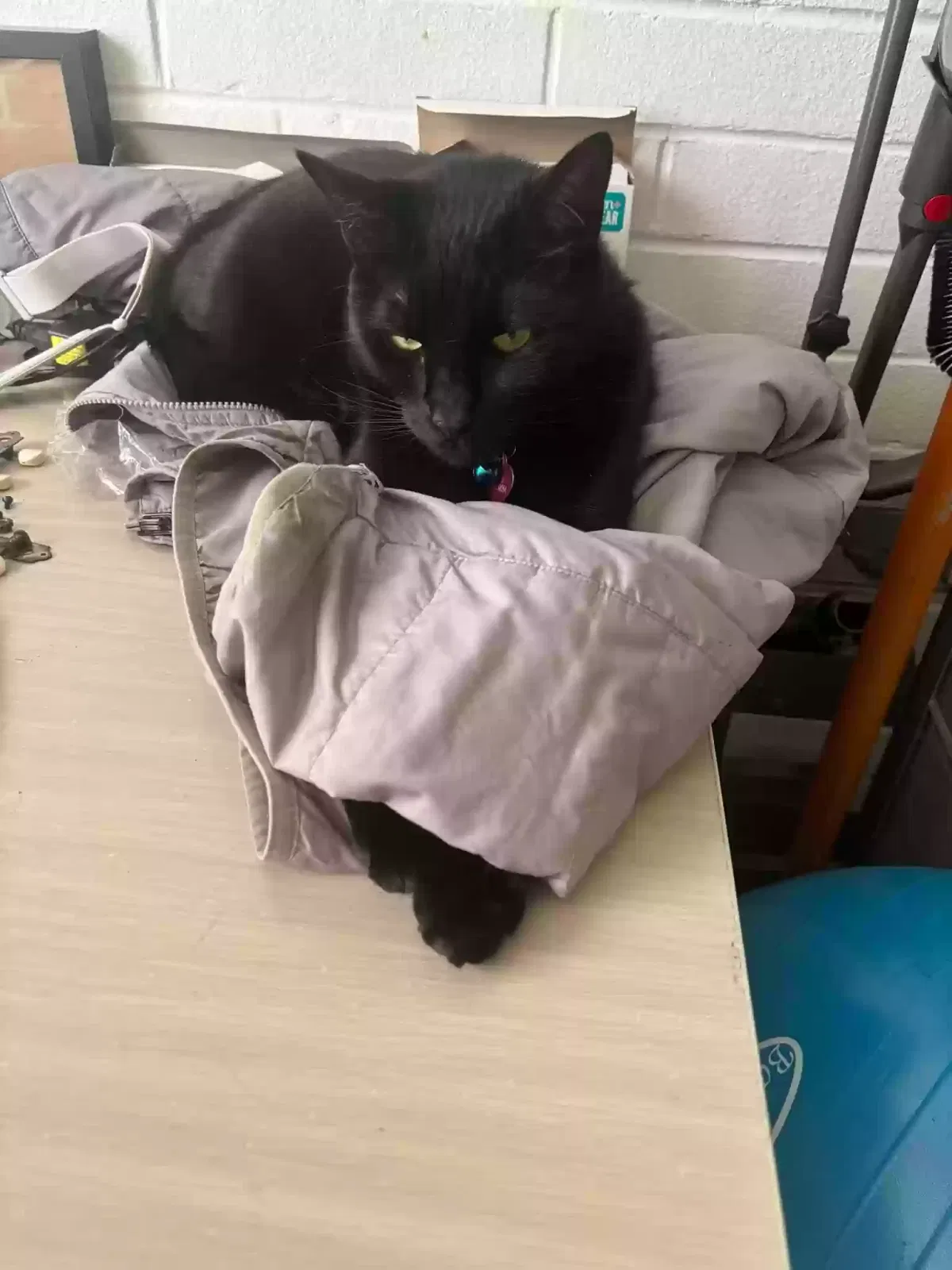 Lost cat in Mc Lean, VA, 22102