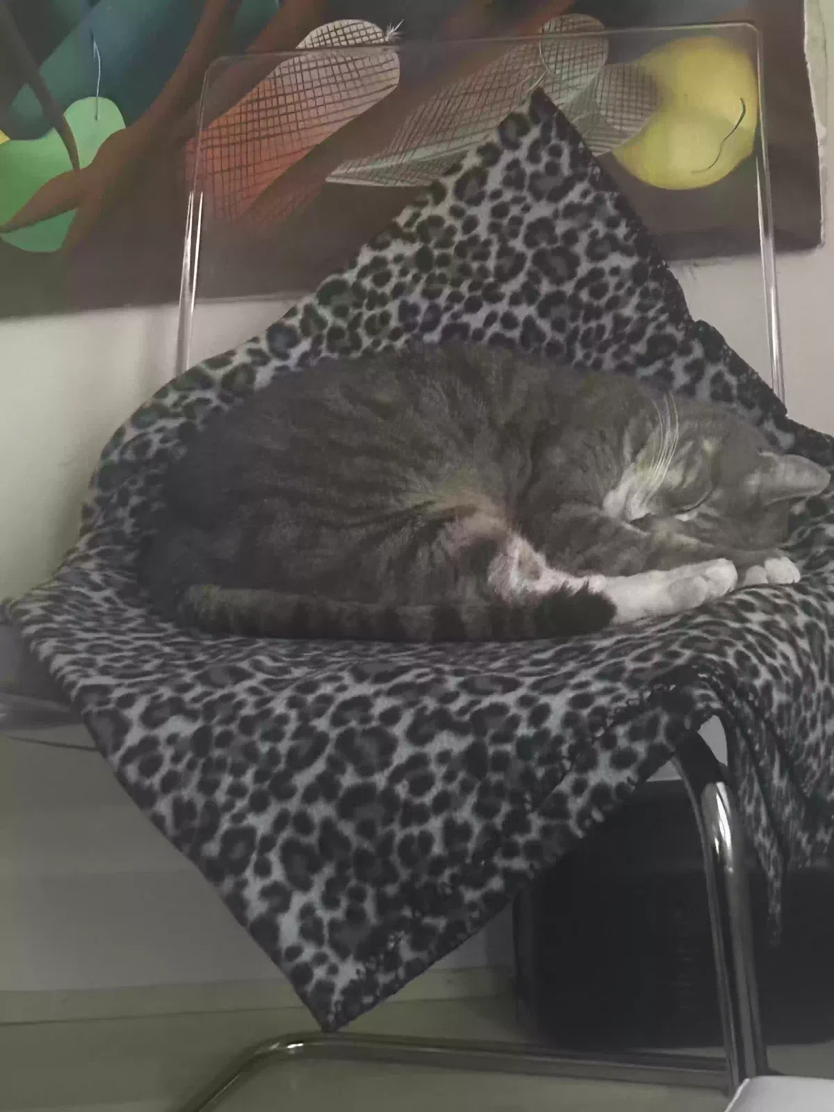 Lost cat in Emeryville, CA, 94608